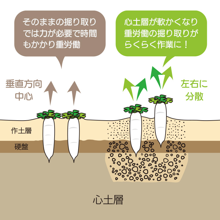 作業後のダイコン掘り取り