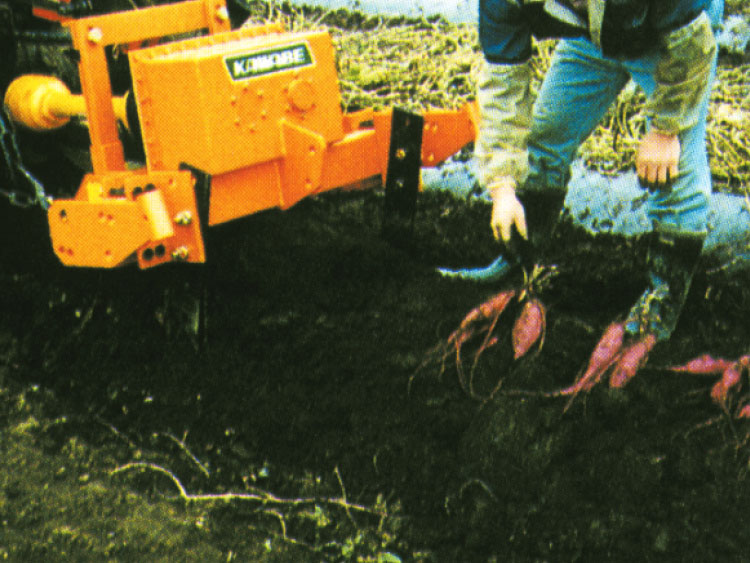 サツマイモの掘り取り作業