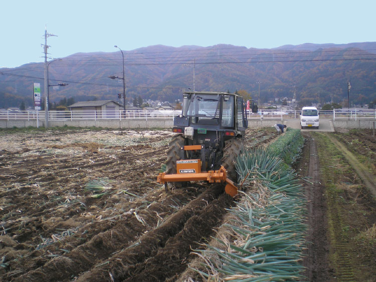 長ネギ収穫作業