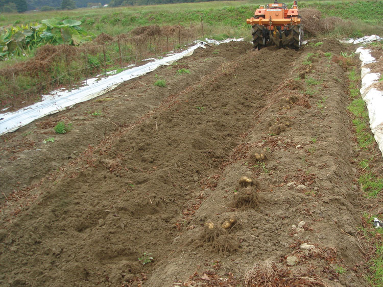 ヤマトイモ掘り取り作業